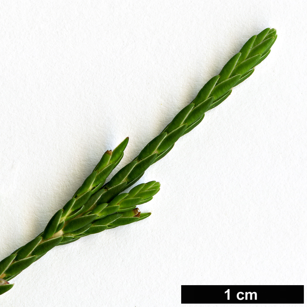 High resolution image: Family: Ericaceae - Genus: Cassiope - Taxon: mertensiana - SpeciesSub: subsp. californica